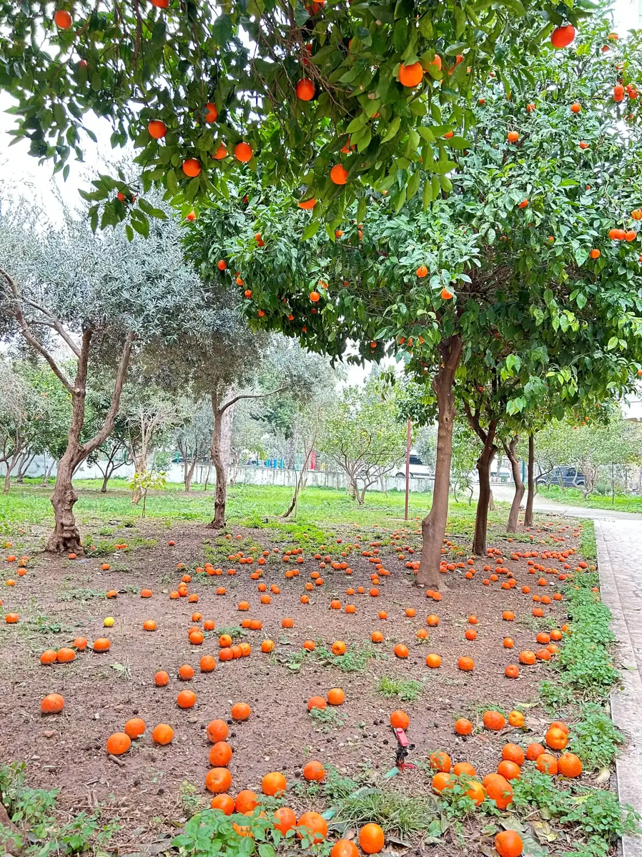 Antalya’nın Simgesi Turunçlar Dallardan Yere Düştü! 5